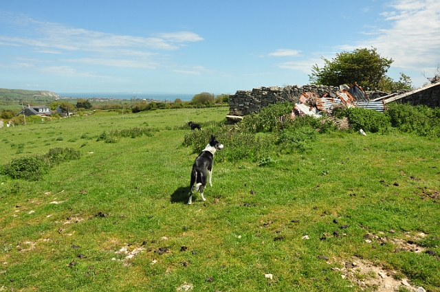 13 05 15_4062.JPG - ISLE OF PURBECK, DORSET - SPRING 2015